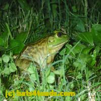/home//u458753944/public_html/sourcegallery/////////////////Frogs/More bullfrogs/P9110722.JPG